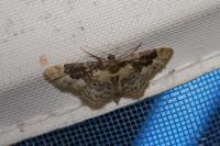 Idaea rusticata