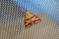 Pyrausta sanguinalis