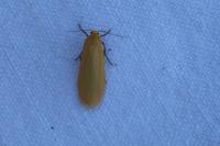 Wittia sororcula