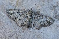 Eupithecia laquaearia