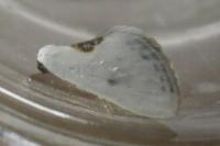 Cilix glaucata/hispanica