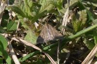 Pyrausta despicata