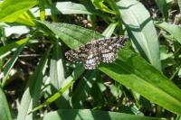 Ematurga atomaria