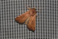 Mythimna albipuncta