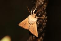 Mythimna albipuncta