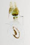 Proxenus hospes
