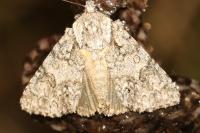 Acronicta auricoma