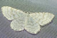 Asthena albulata