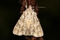 Acronicta auricoma