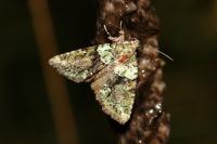 Cryphia algae