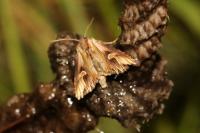 Actinotia polyodon