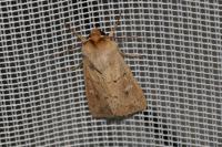 Mythimna ferrago