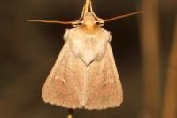 Mythimna ferrago
