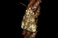 Craniophora ligustri