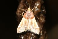 Pyralis farinalis