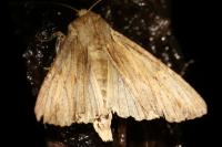 Apamea lithoxylaea