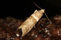 Acrobasis consociella