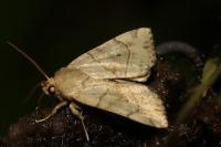 Cosmia trapezina