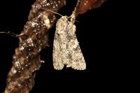 Acronicta rumicis