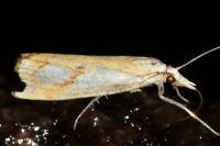 Catoptria pinella