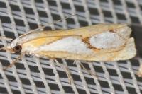 Catoptria pinella