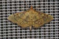 Anania verbascalis