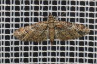 Gymnoscelis rufifasciata