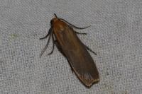 Katha depressa