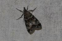 Eudonia mercurella