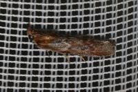 Selagia spadicella