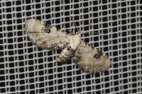 Eupithecia centaureata