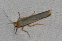 Manulea complana
