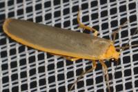 Manulea complana
