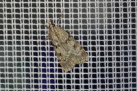 Scoparia ambigualis/basistrigalis