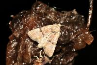 Mesoligia furuncula