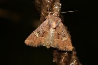 Mesapamea secalella/secalis