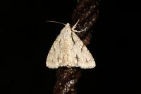 Acronicta psi/tridens