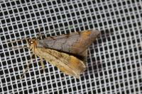 Macaria liturata