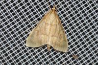 Ostrinia nubilalis