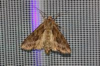 Apamea monoglypha monoglypha
