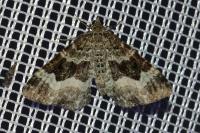 Epirrhoe rivata