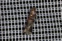 Acrobasis suavella