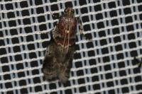 Acrobasis suavella