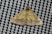 Evergestis limbata