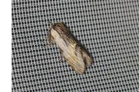 Harpyia milhauseri