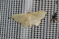 Idaea emarginata