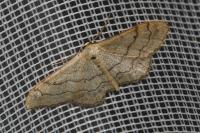 Idaea aversata