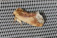 Ptilodon cucullina