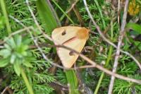 Diacrisia sannio