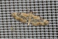 Eupithecia linariata/pulchellata/pyreneata